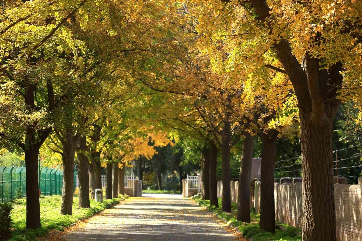 每日活菌乳酸饮品的功效与作用,每天一杯益生菌酸奶的好处与坏处