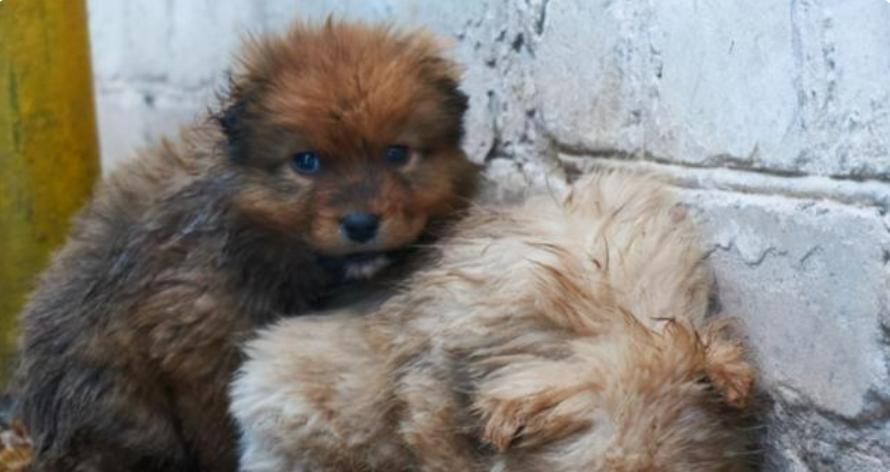 台湾17岁狗安乐死,台湾女子给狗狗安乐死