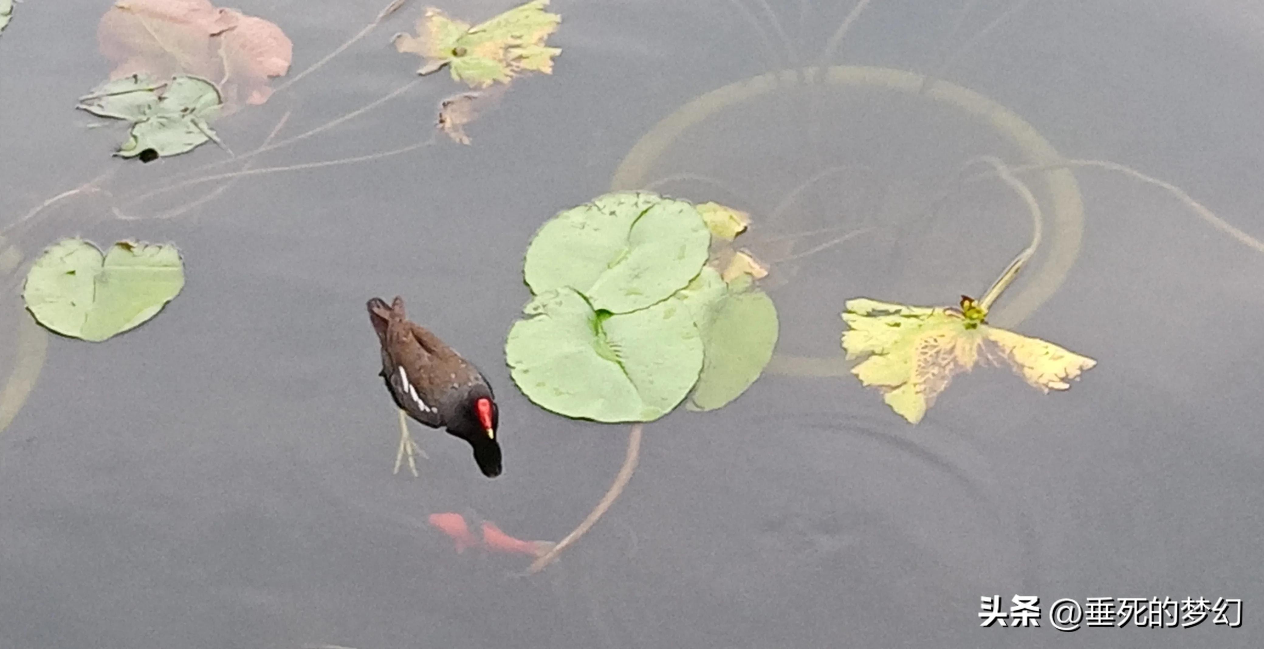 烟雨荷花情,荷花雨中
