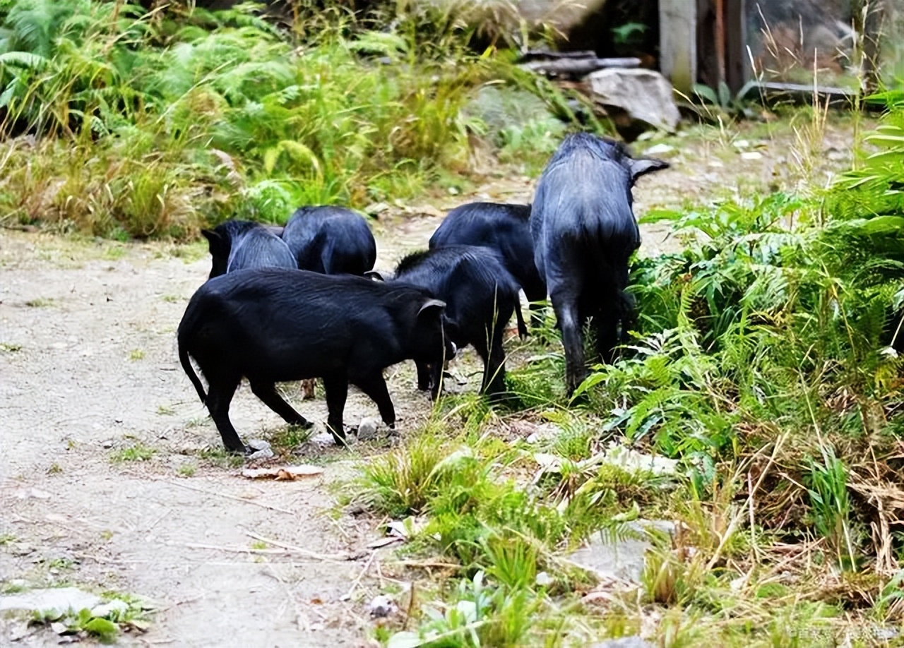 生态猪的养殖技术和方法,生态猪的养殖方法和销量