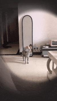 神回复：老鼠贴粘到的，吃了不会犯法吧？网友：自首，争取死缓