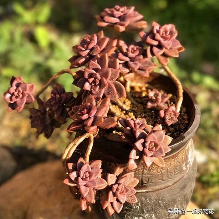 姬胧月猪肝色,姬胧月猪肝色状态图