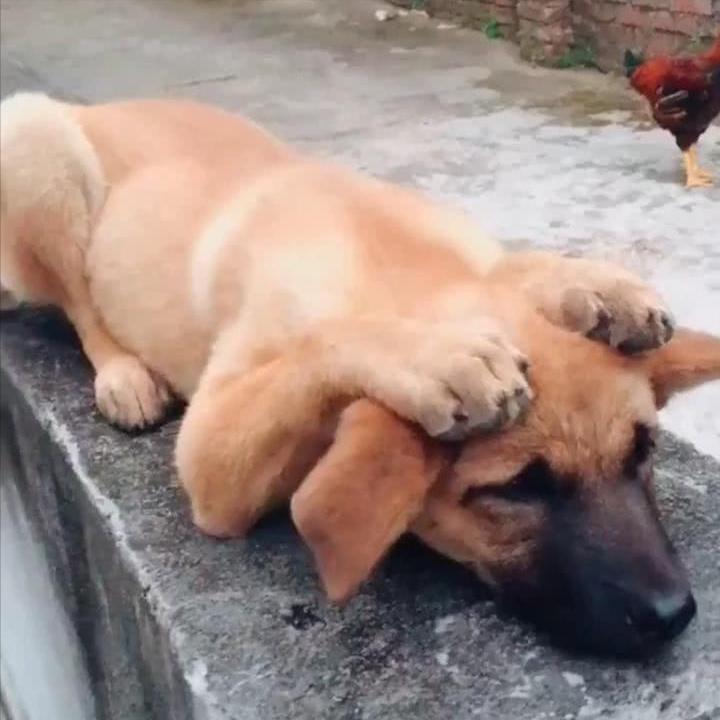 狗狗受到了惊吓怎么缓解,狗狗受惊吓有哪些症状