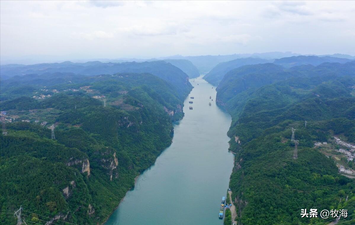 宜昌水位下降，大量刁子鱼搁浅岸边，长江护渔：标志性鱼群出现