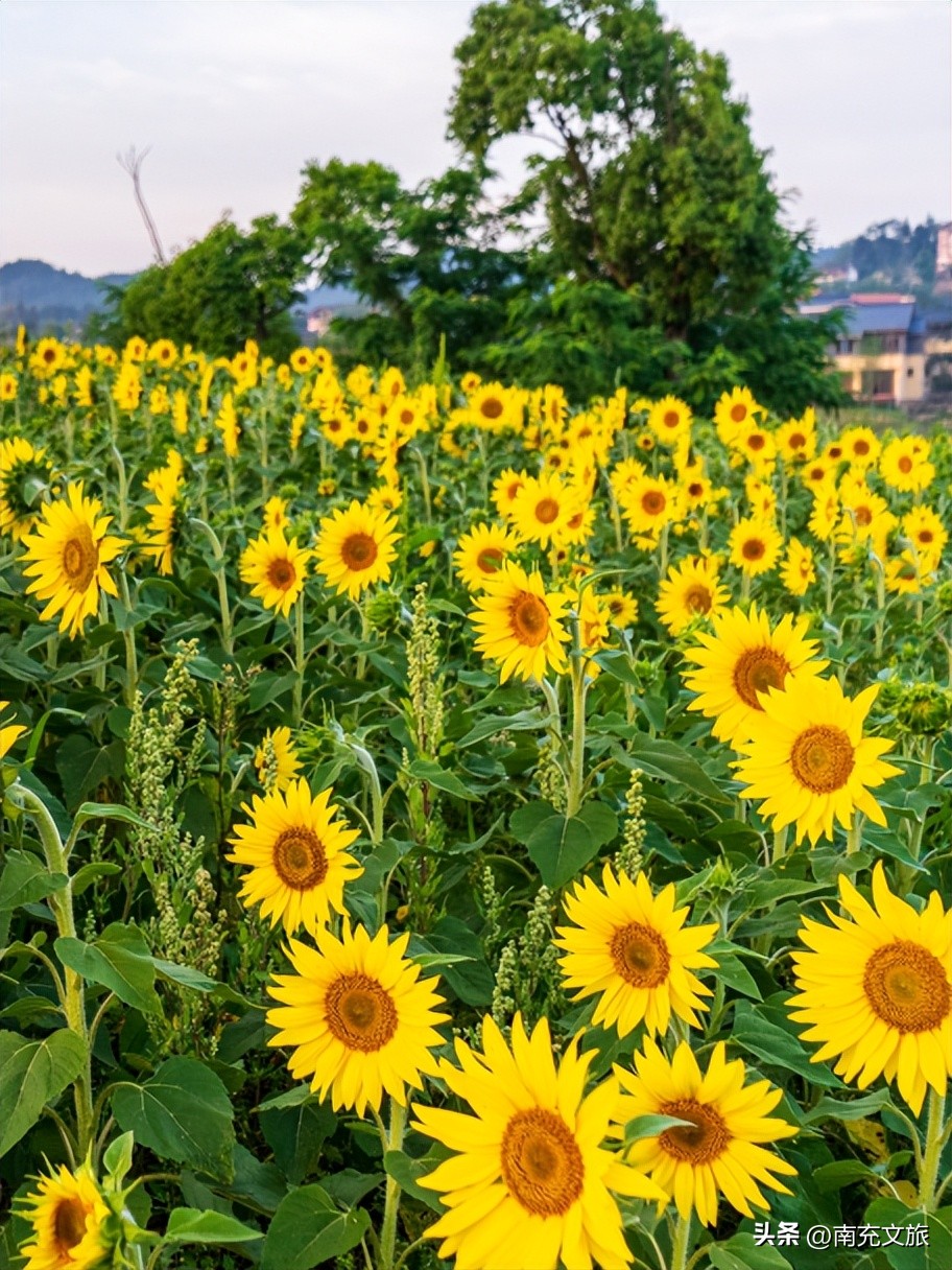 当南充美景遇上“多巴胺”这就是想象中夏天的样子！