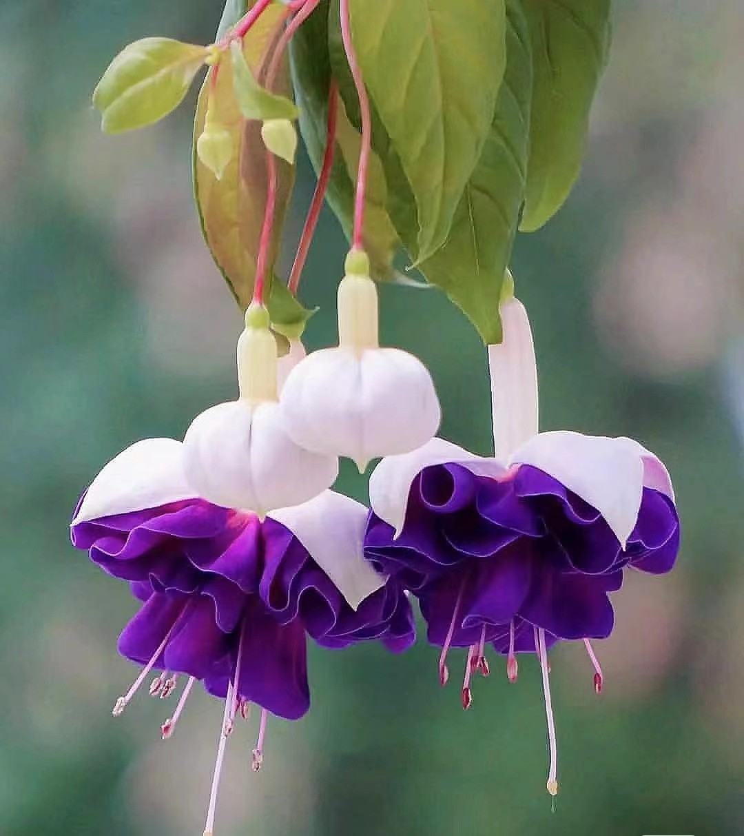 彩云悬挂天穹，鲜花似灯笼，浅析倒挂*钟金**培植和病虫害防治