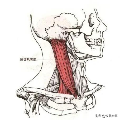 副神经的解剖功能,副神经解剖