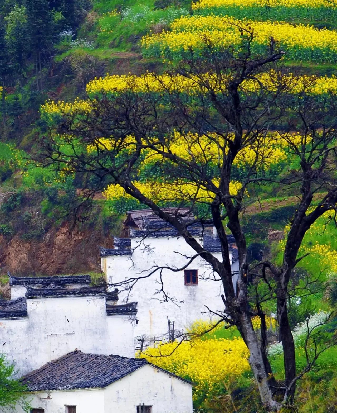 被偏爱的都有恃无恐音乐,被偏爱的都有恃无恐vlog