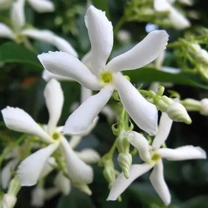 春夏之交，越来越多的花含苞欲放，这一百种娇媚蓓蕾真是美不胜收