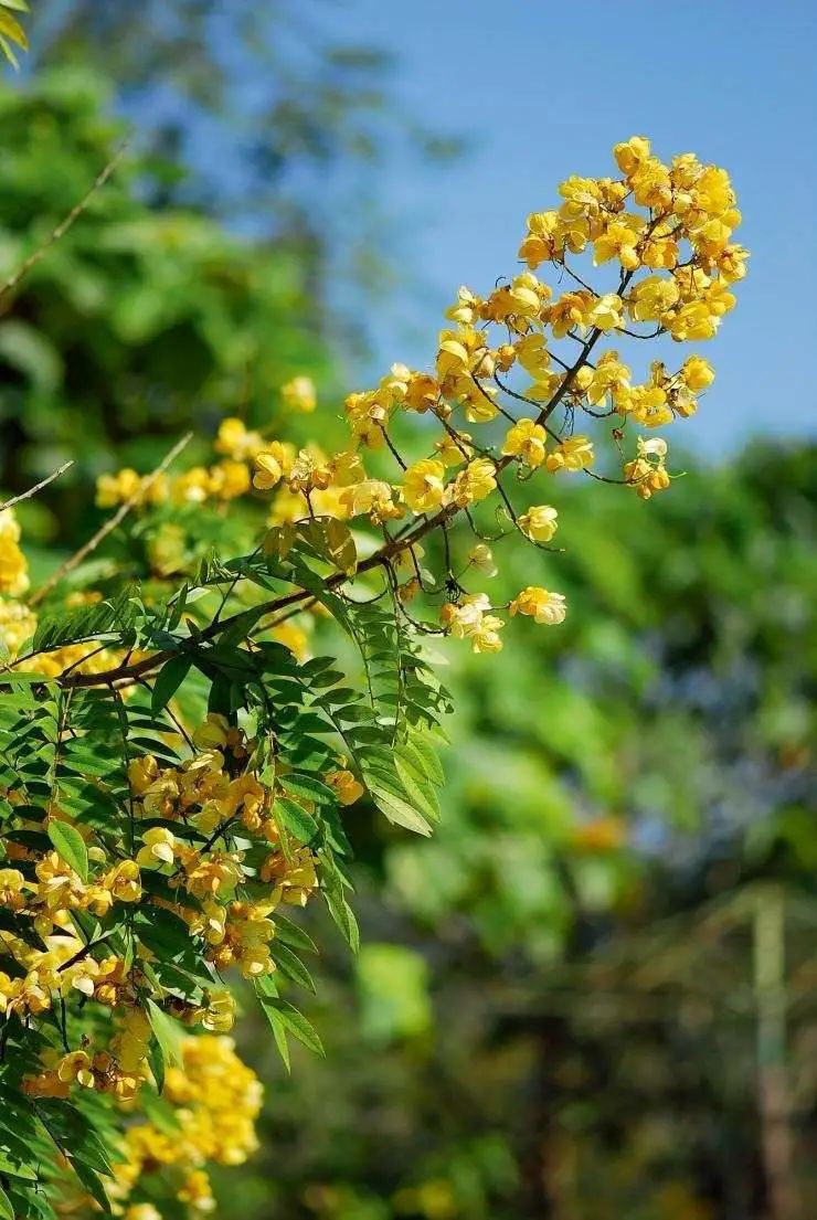 开花植物大全100种,实用分享30款小型开花树种介绍