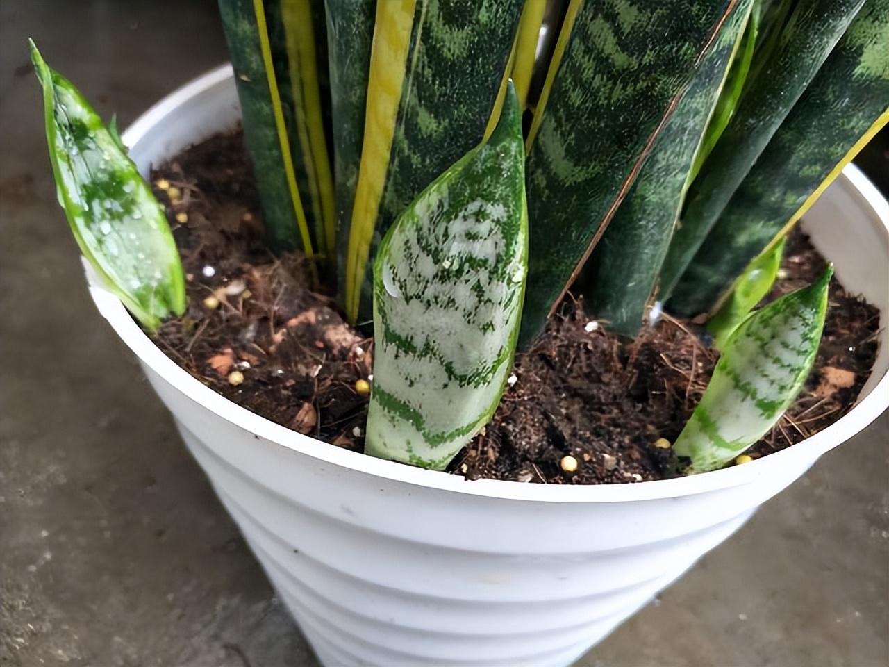 5种富贵花,7种家养富贵花