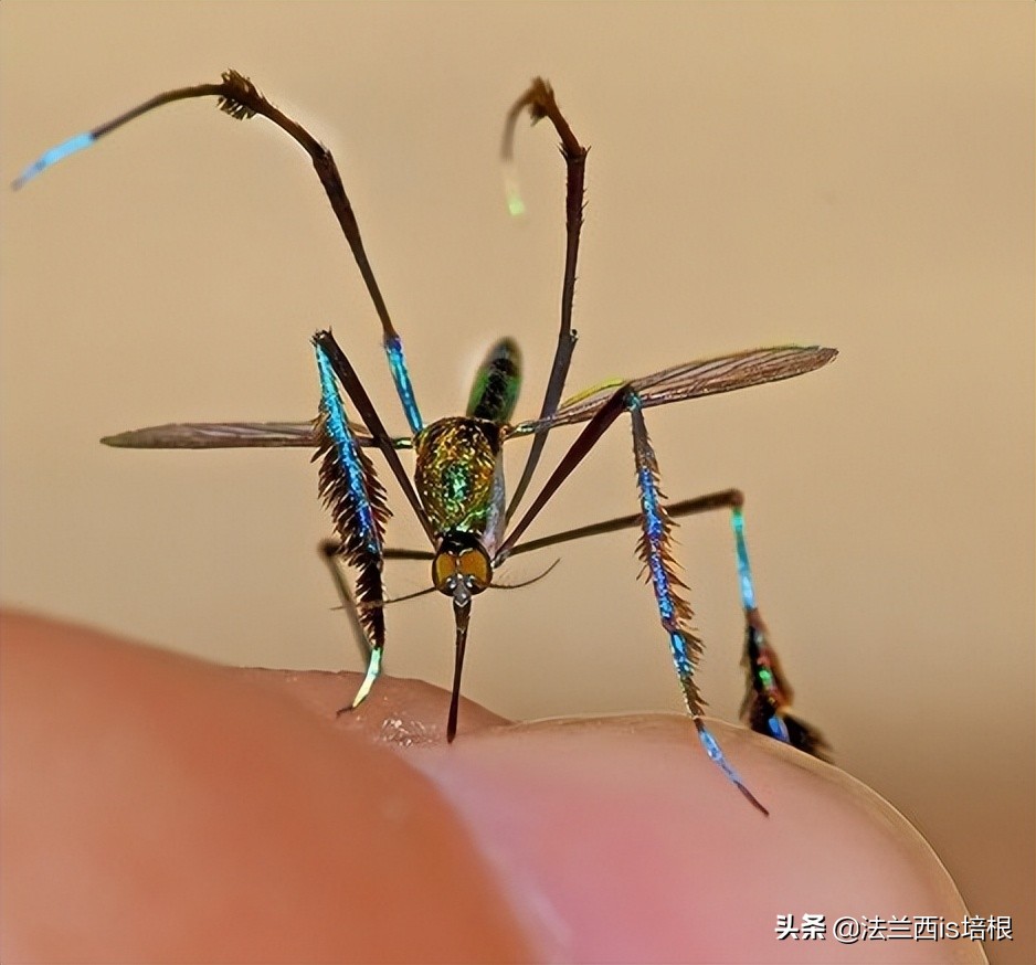收走蚊子的作案工具,没收蚊子的工具