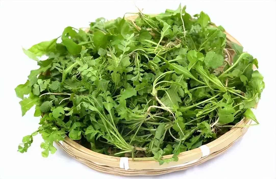 霜降前后4种菜还可以种,霜降最好的5种蔬菜