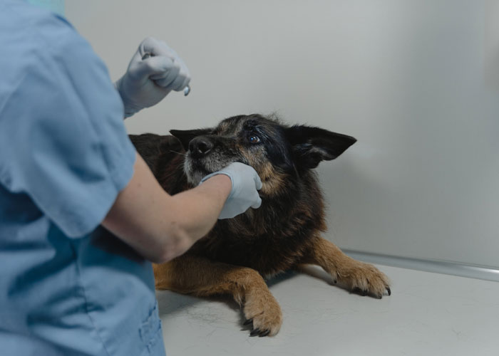 “同性恋”小狗被恐同主人遗弃，因祸得福，找到新的同性恋家庭