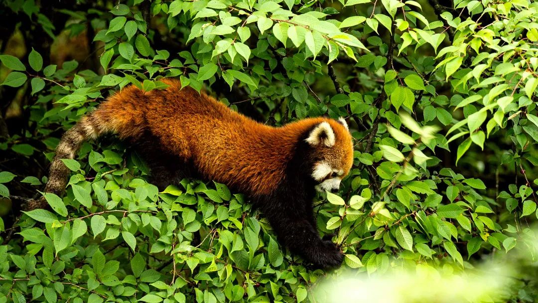 洪雅避暑哪里最好玩,洪雅避暑景点推荐