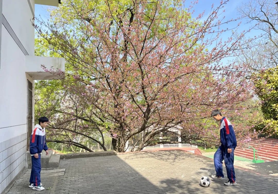 【美哉第一山】携一缕春风，把校园美景与你分享
