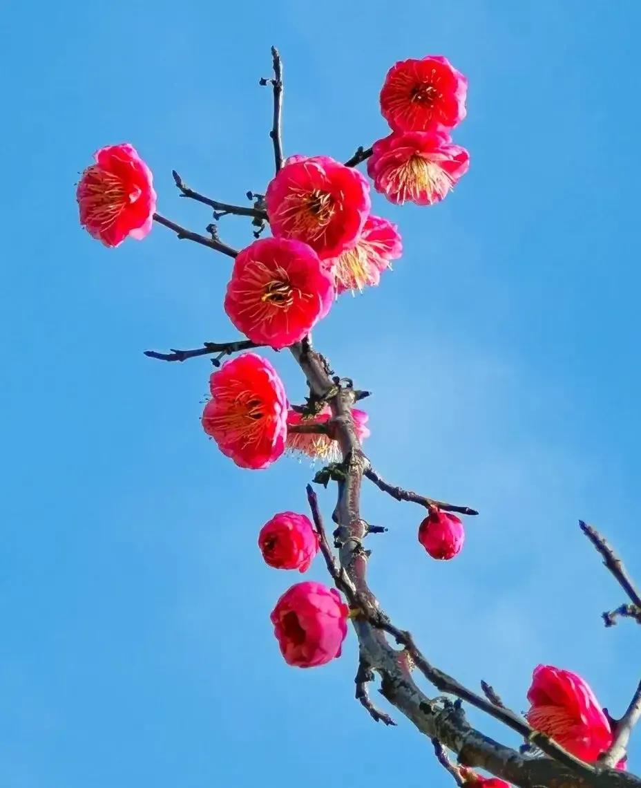 2023年02月27日星期一农历:癸卯年【兔年】二月初八八九第5天