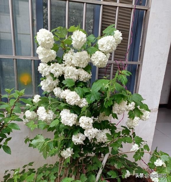 木绣球叶片,木绣球看叶子识别品种