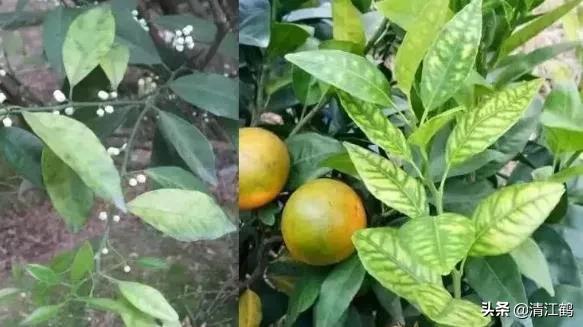 黄龙病的最新防治方法,黄龙病怎么治效果最好