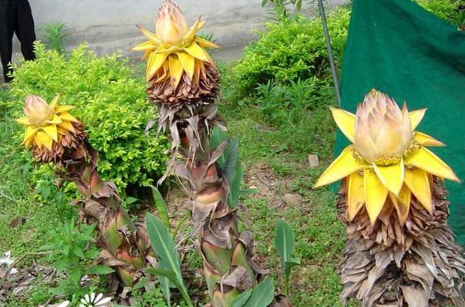 开花形状奇特的植物,一朵花开好久的植物