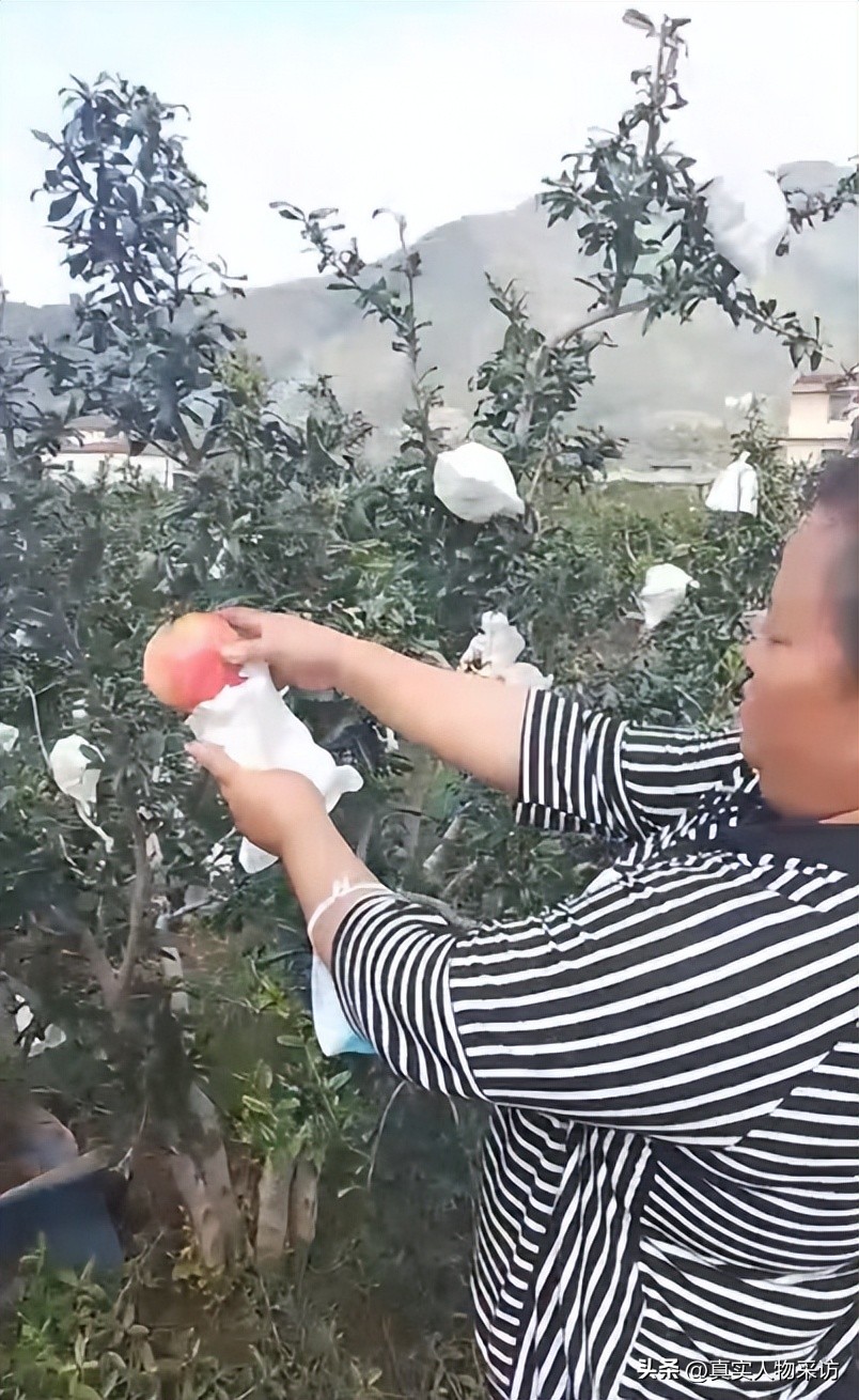 种石榴一亩收入多少钱,种10亩石榴一年收入