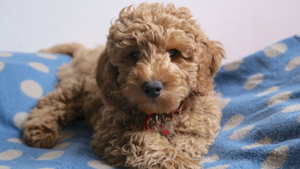 纯种泰迪和串串的区别,泰迪如何分辨纯种和串串