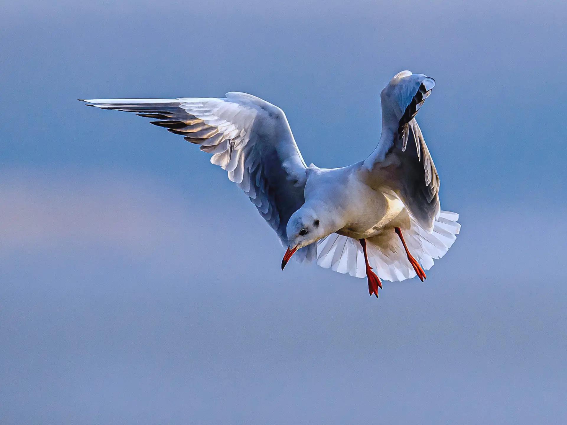 四川泸州摇蚊聚集，犹如微型“龙卷风”，摇蚊爆发真的是好事吗？