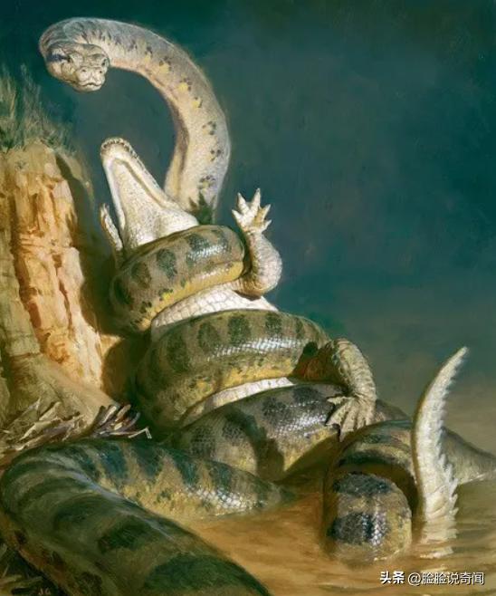 泰坦巨蟒和泰坦蟒是不是一个种类,泰坦蟒和其它的巨大蟒蛇