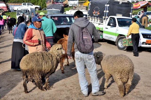 养羊为什么会挣不到钱呢,养羊技术一只羊能卖多少钱