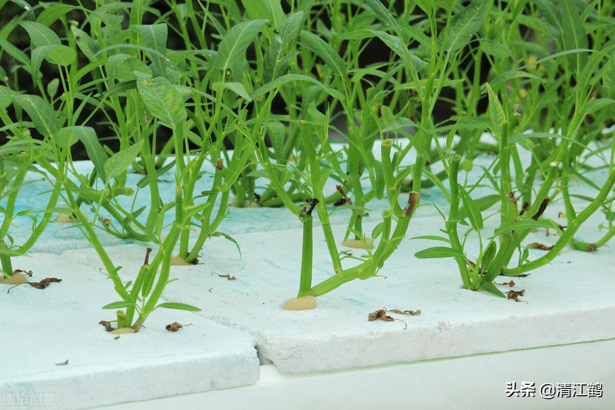 作物种植重茬怎么办,农田重茬怎样防治
