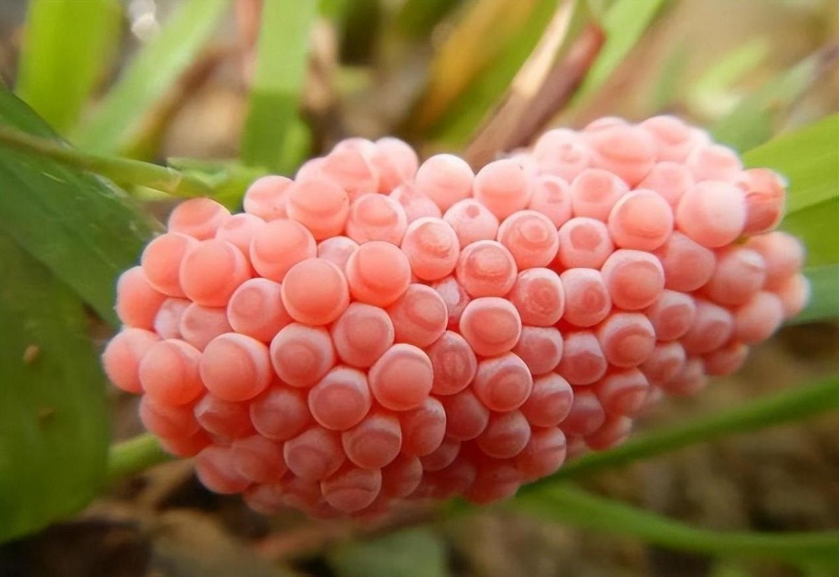 水塘福寿螺泛滥成灾,农村福寿螺成灾