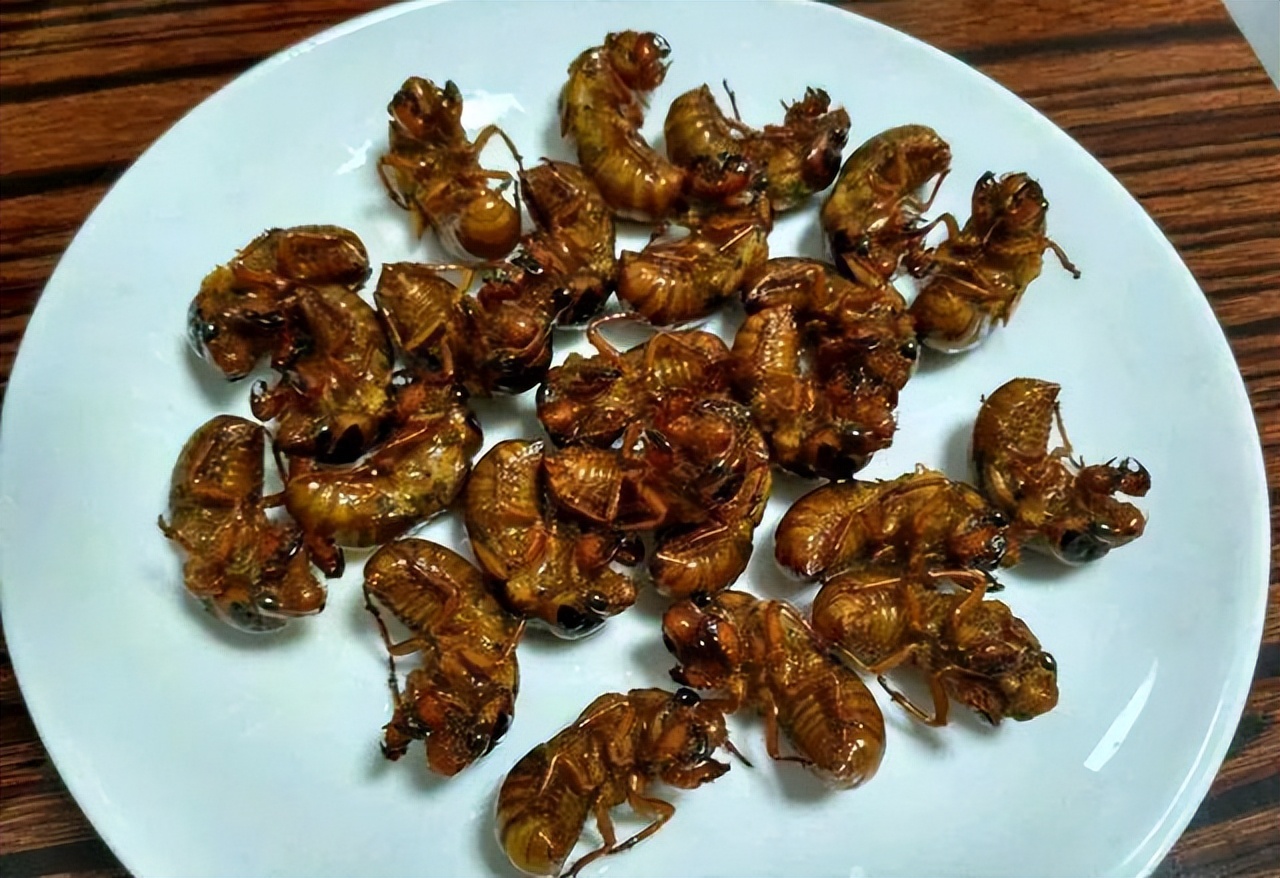 吃知了猴好还是吃补药好,体虚能吃知了猴吗