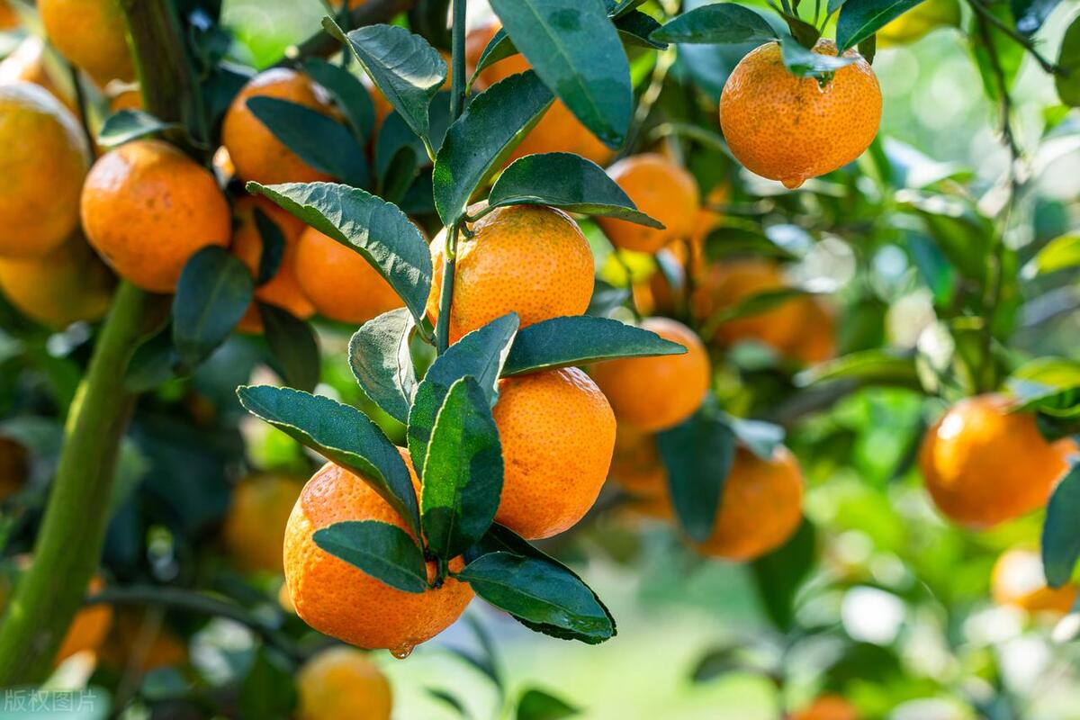 2024年农业最值钱项目是什么,2023年最挣钱的农作物