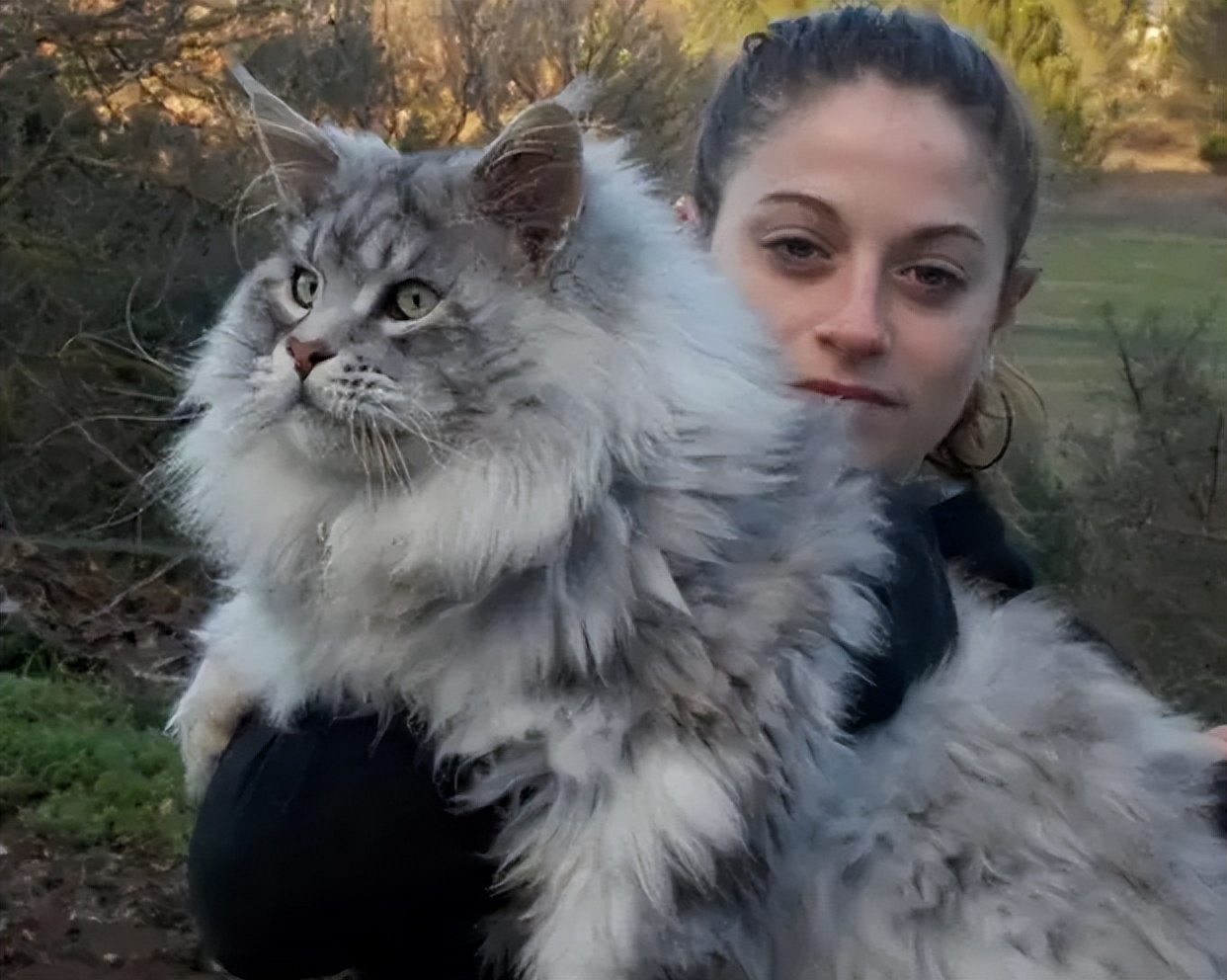 猫界缅甸猫,猫界顶流缅因猫到底有啥魅力