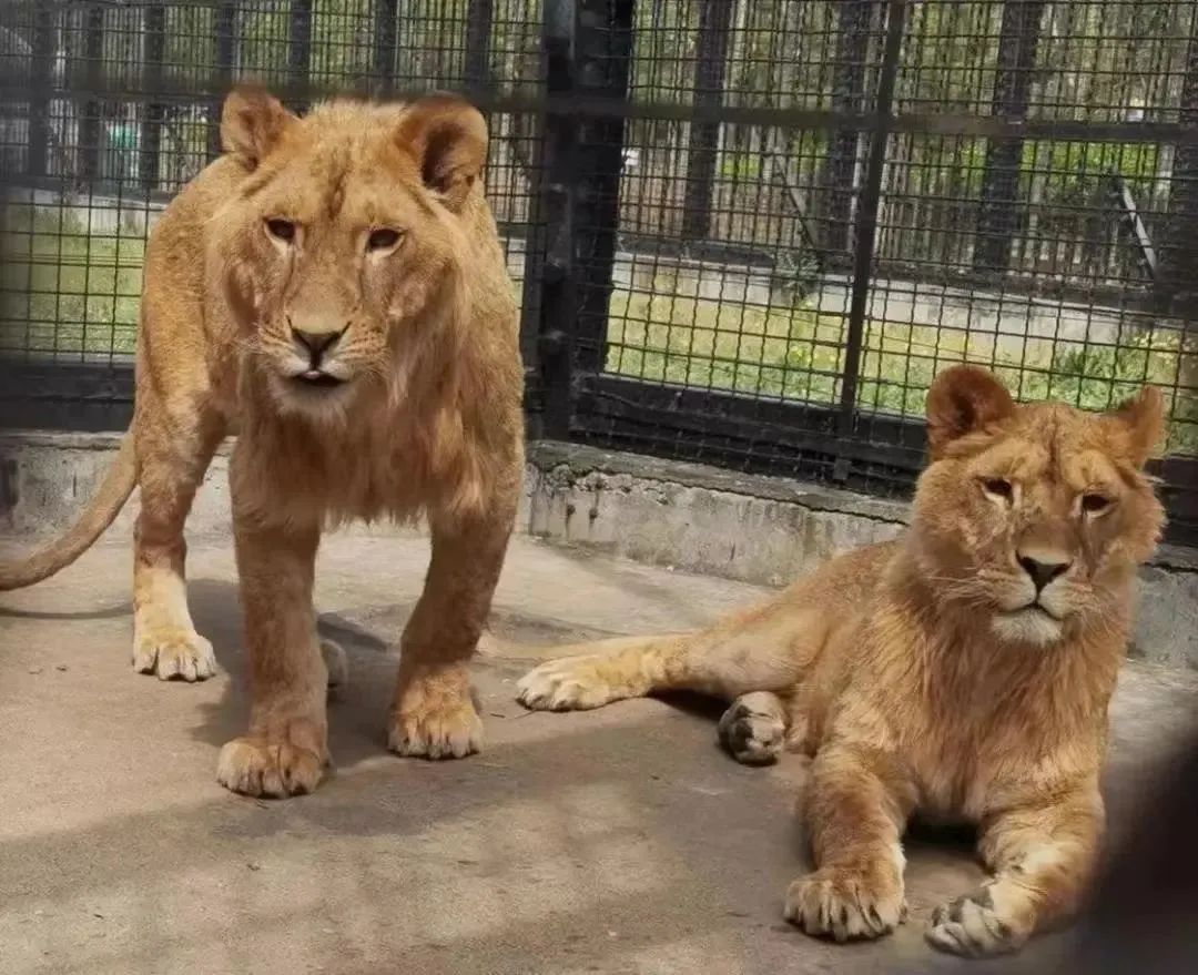 东营秋季旅游攻略,秋天东营旅游攻略必玩的景点