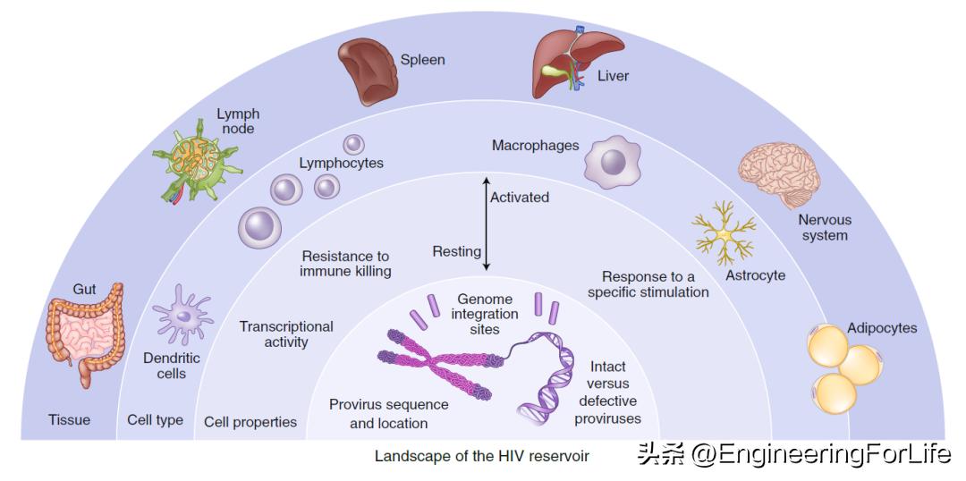 最新艾滋病疫苗研发,全球最新艾滋病疫苗