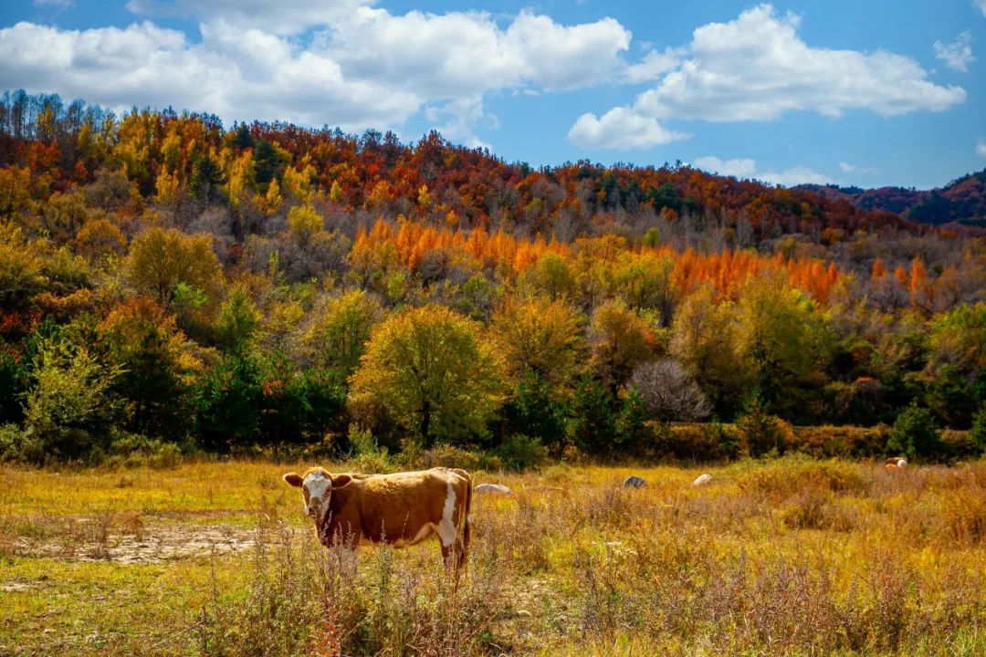 山西这个季节最适合去哪玩,山西秋天一日游的最佳景点
