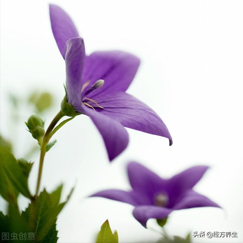 辟谷身体的排毒过程,气血恢复的过程中身体的排毒反应