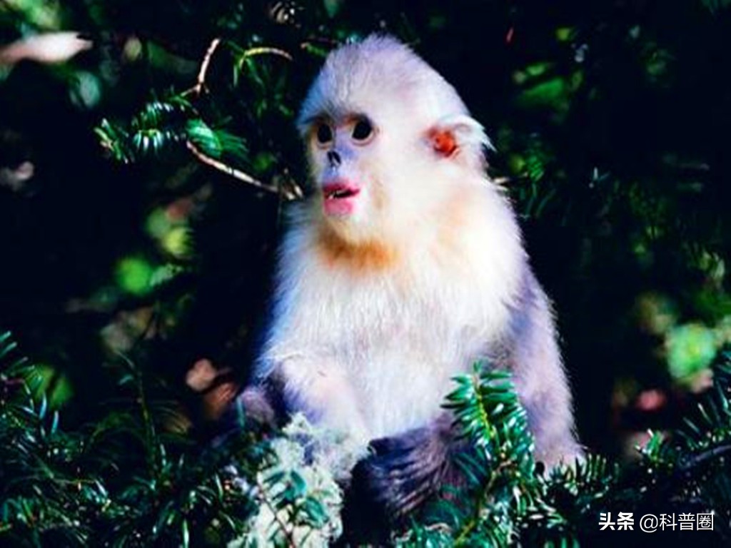 神农架深处被列为禁区的现象,神农架深处为何被列为禁区进不去