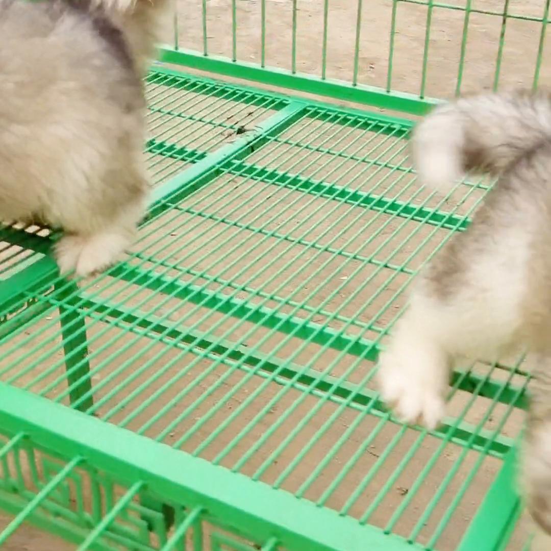 阿拉斯加幼犬三个月喂养标准,阿拉斯加幼犬刚刚到家怎么喂养