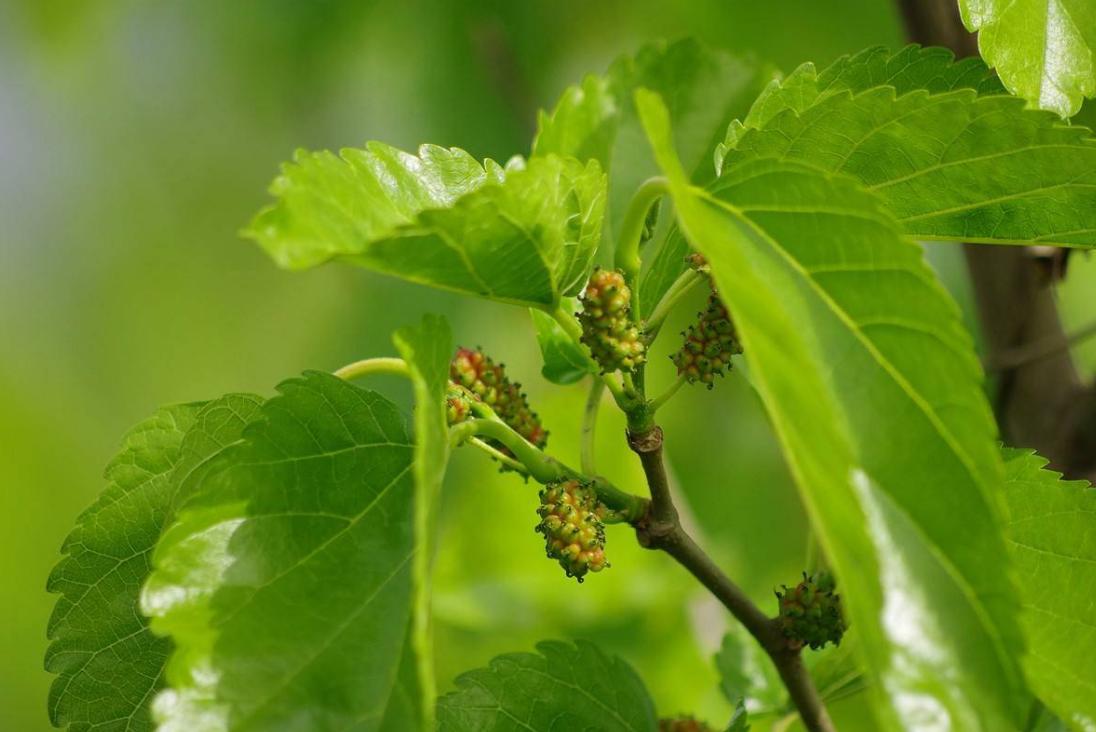 糖尿病怎么防止酮症酸中毒,怎样预防糖尿病酮症酸中毒的发生