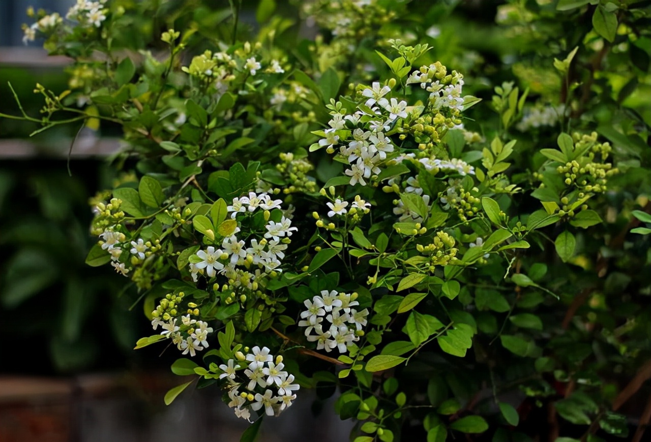室内香味持久的花卉九里香,水养植物开花九里香