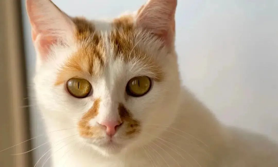 古代猫咪的名字都叫什么,猫咪在古代的名字有哪些