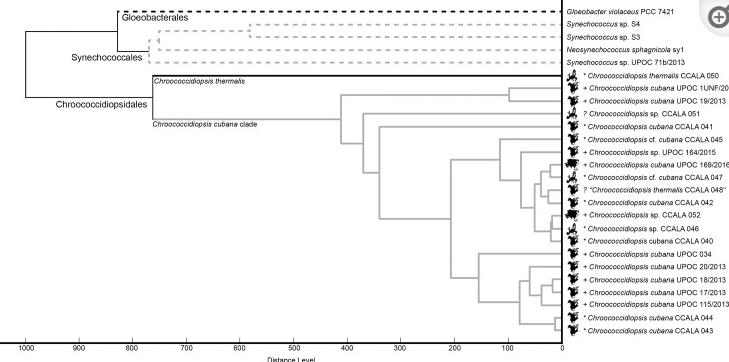 蓝藻球菌的完整细胞MALDI-TOF质谱分析，用于分类和鉴定标记蛋白