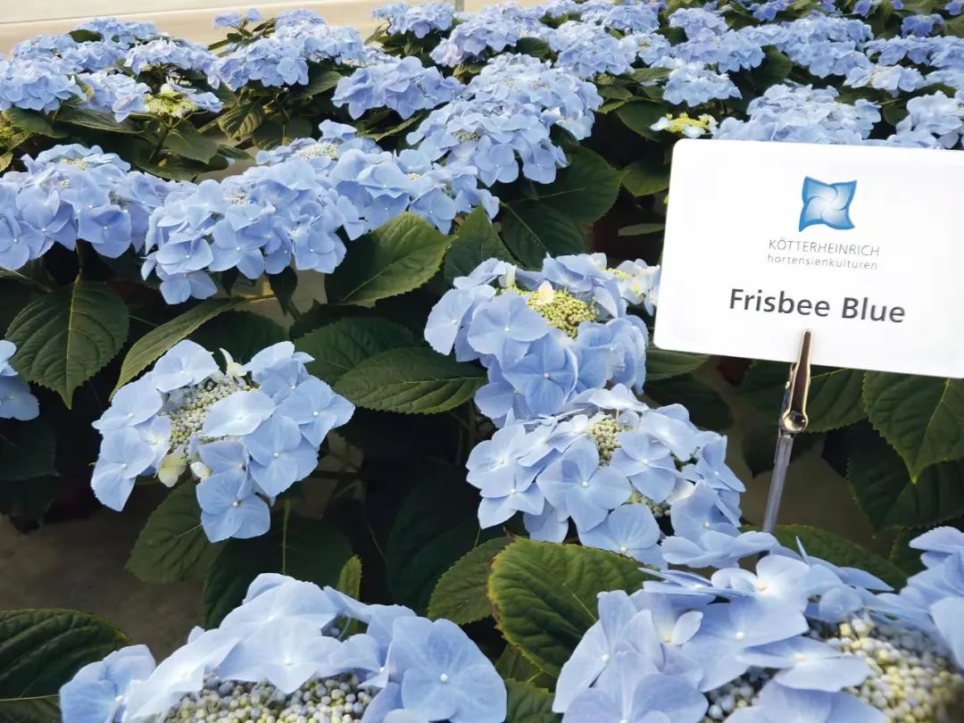 身边一抹蓝,最美蓝色绣球