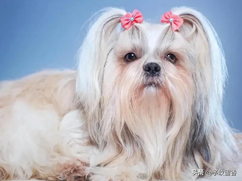 宠物狗应该怎么养详细介绍科普,宠物狗喂养及训练方法有哪些