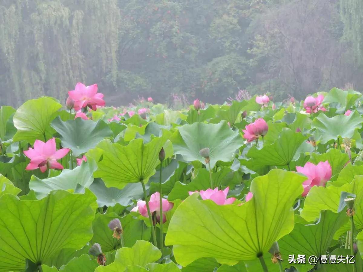 夏日唯美惬意的诗词,十首绝美夏天诗词大全