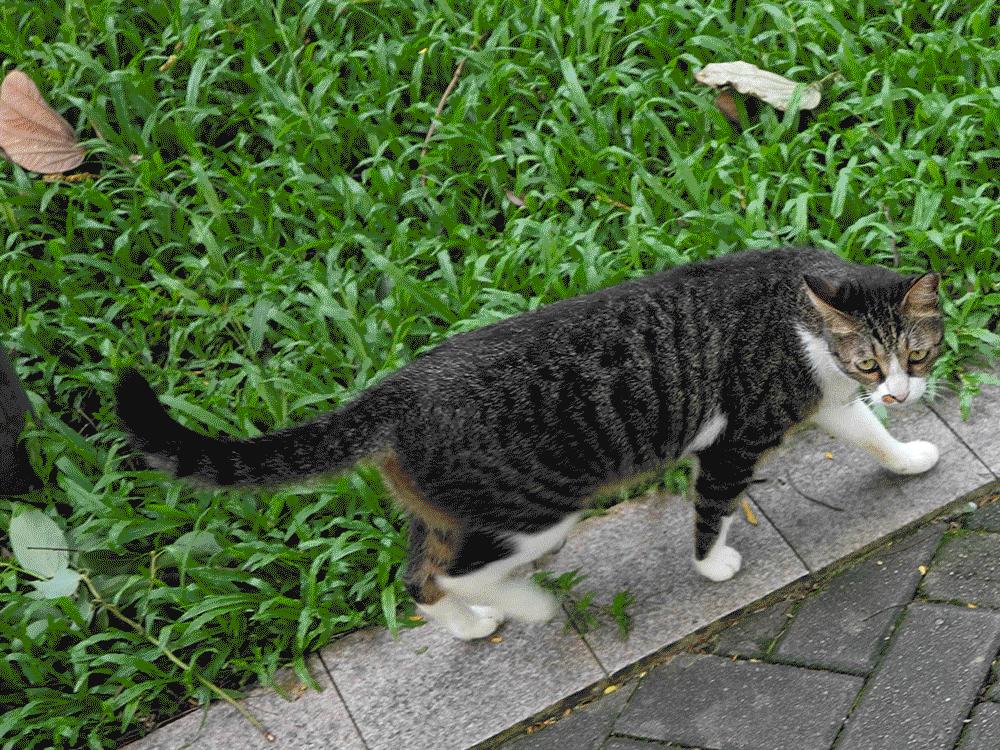 技术不够装备来凑，索尼ZV-E1真定位新手？Vlog初学者心得分享