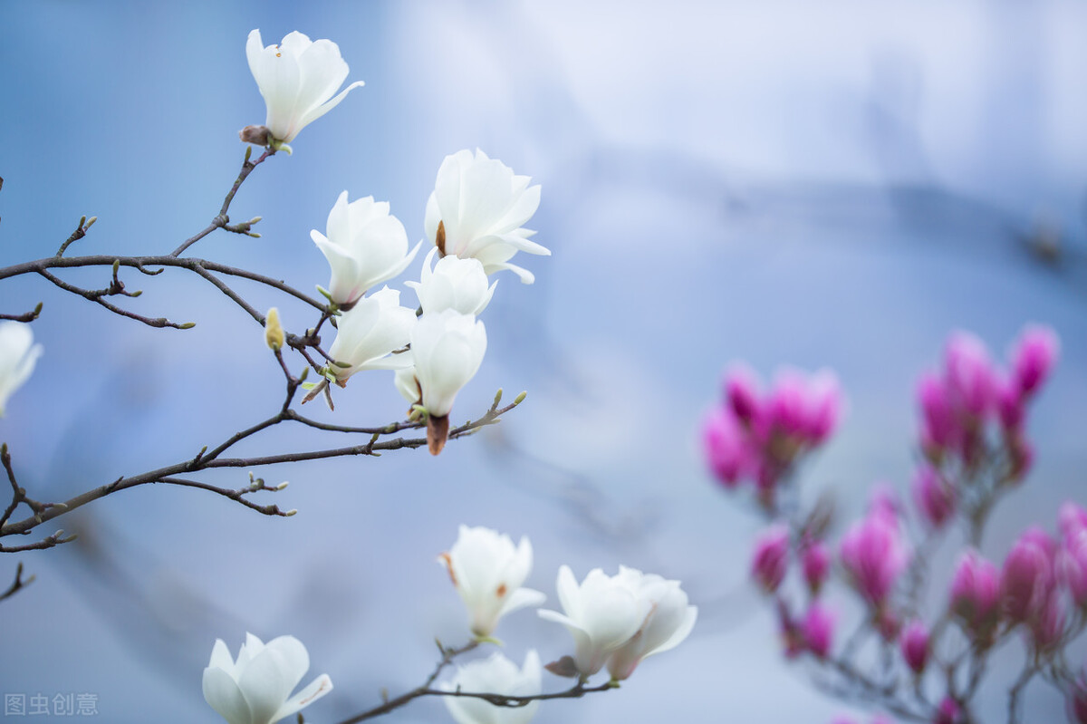 爱是“皑如山上雪”的纯，又是“有情何似无情”的深