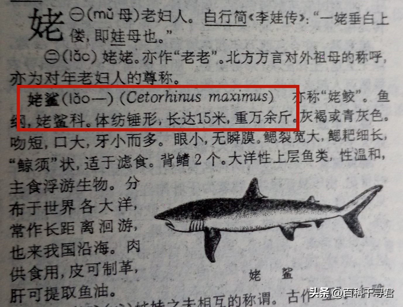 翻车鲀是世界上最大的硬骨鱼类吗,翻车鲀是世界上最大的鱼类吗